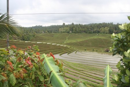 Bali deel 1